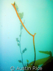 Giant kelp in Shaw's Cove, Laguna Beach.

Olympus Stylu... by Austin Rice 